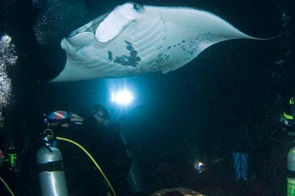 Afternoon Reef & Manta Snorkel