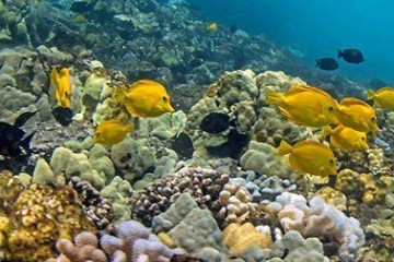 2 Tank afternoon Scuba Dive