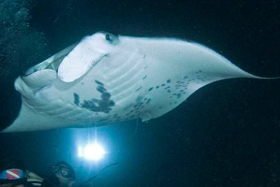 Manta Ray Watching