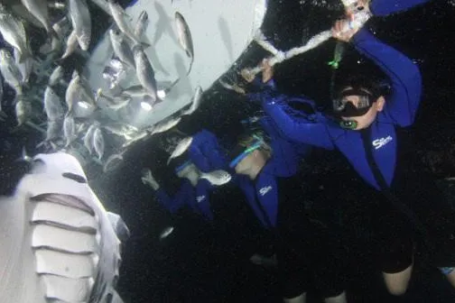 Manta Snorkel/1-Tank Scuba Adventure