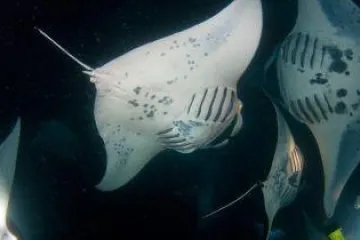 Manta Ray