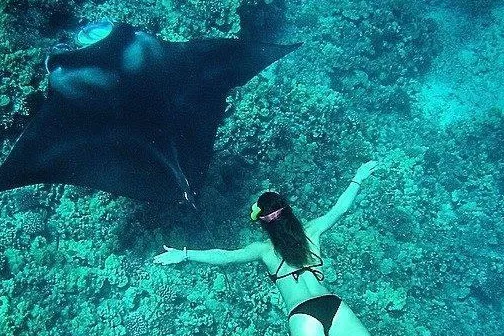 Swimming With Dolphins And Manta Rays