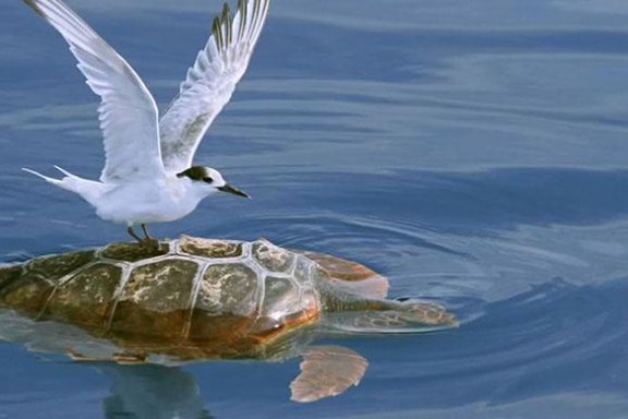 Bird Over Turtle