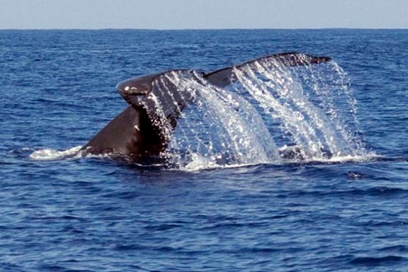 Whale Watch Adventure