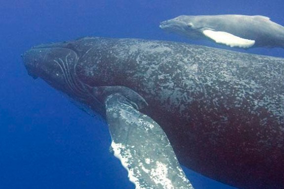 Whale Swimming Underwater