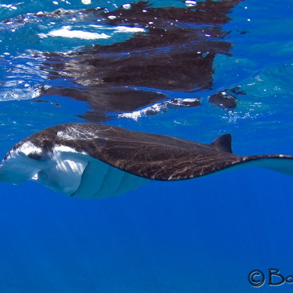 bo pardau photography