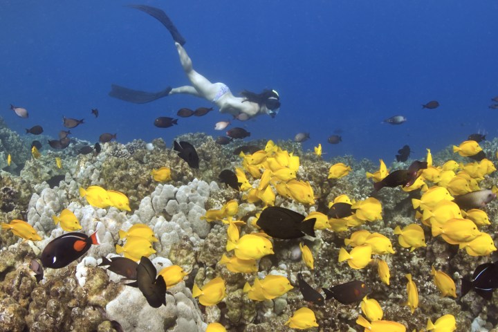 Reef Excursion