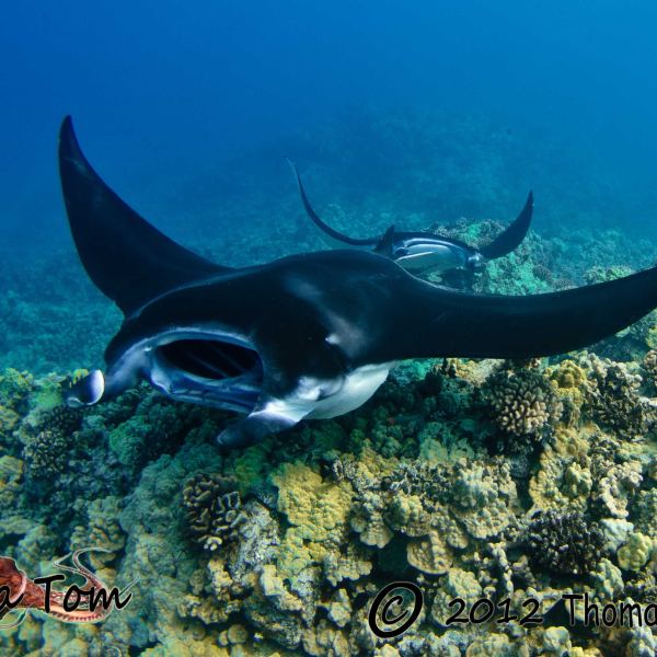 Manta Rays