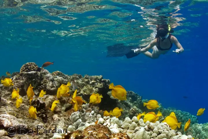 Snorkel Exploration Adventure