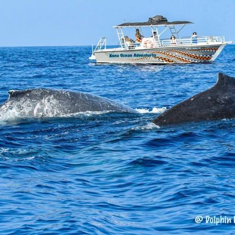 Whale Watching Tour
