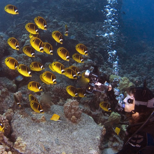 diver near a school of fish