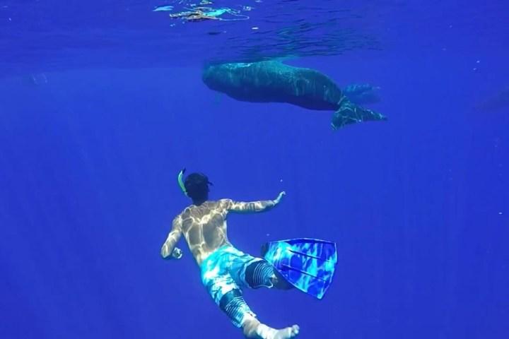 Snorkeling Tour