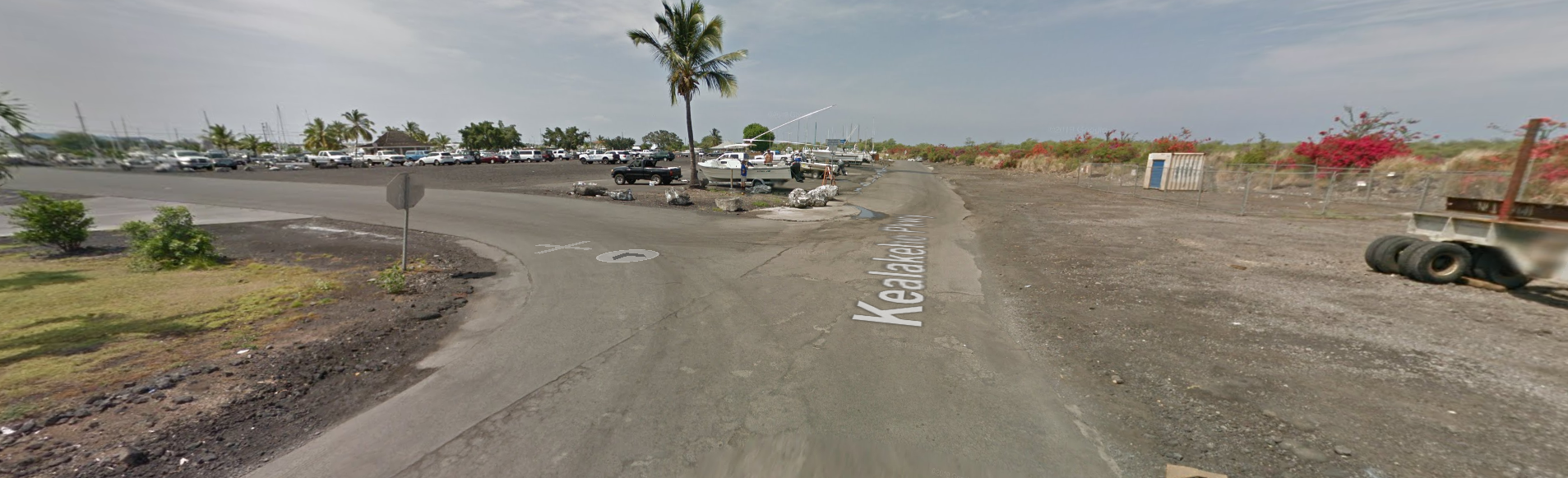 a group of palm trees on the side of a road