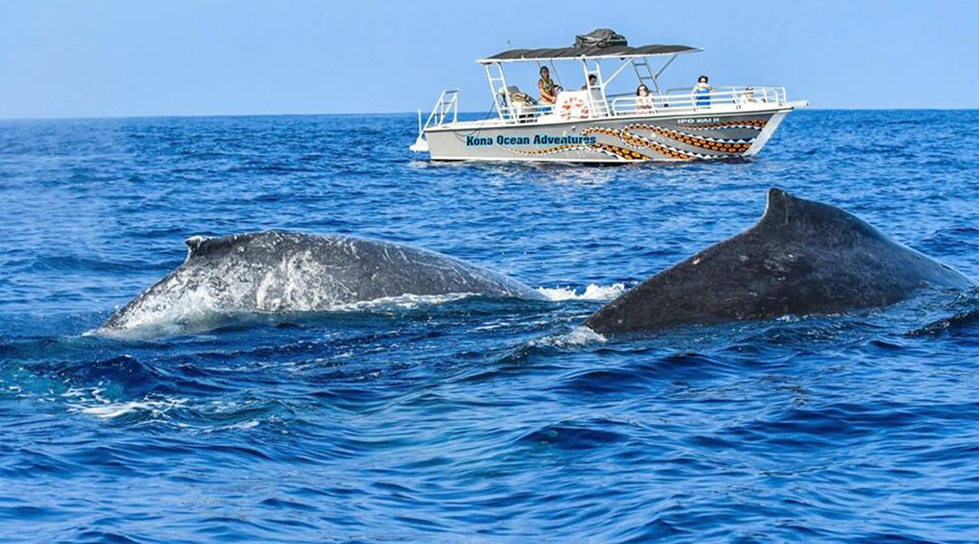The Best Time of Year To Go Whale Watching in Kona, HI