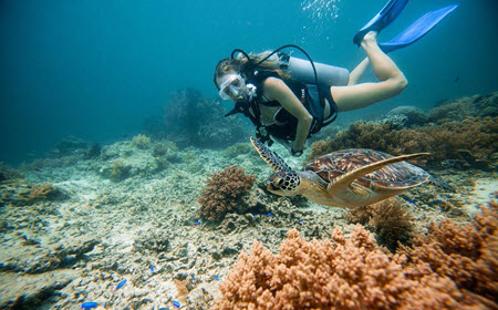 Sea Turtle Snorkeling In Kona