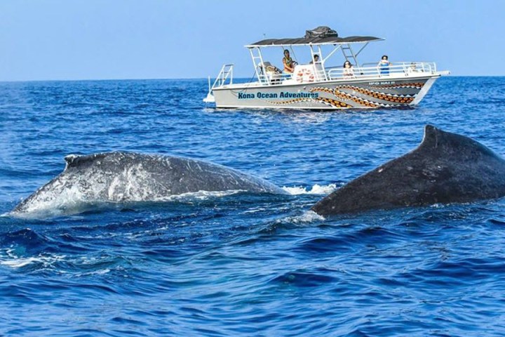 Incredible Whale Watching Adventure in Kona