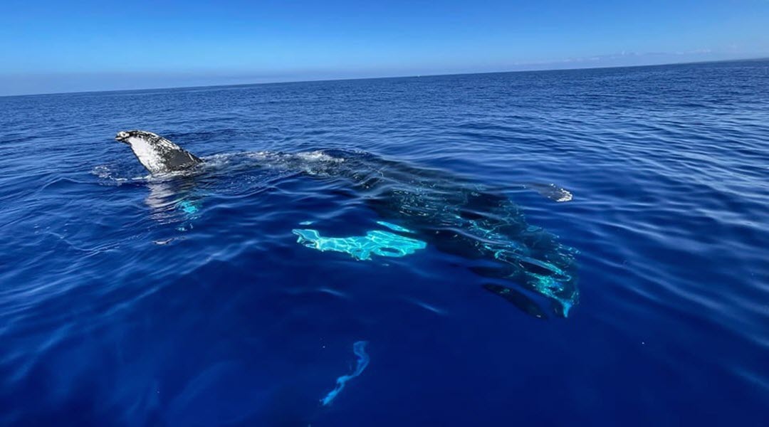 Whale Watching Tour Whale Watching Tour