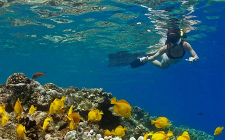 Coral Reef Friendly Snorkeling In Kona