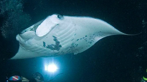 Snorkel with Mantas At Night In The Warm Hawaiian Ocean