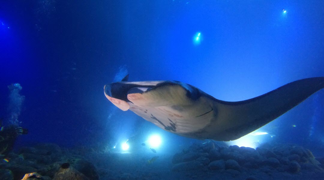 What To Expect On Your Manta Ray Night Dive in Kona