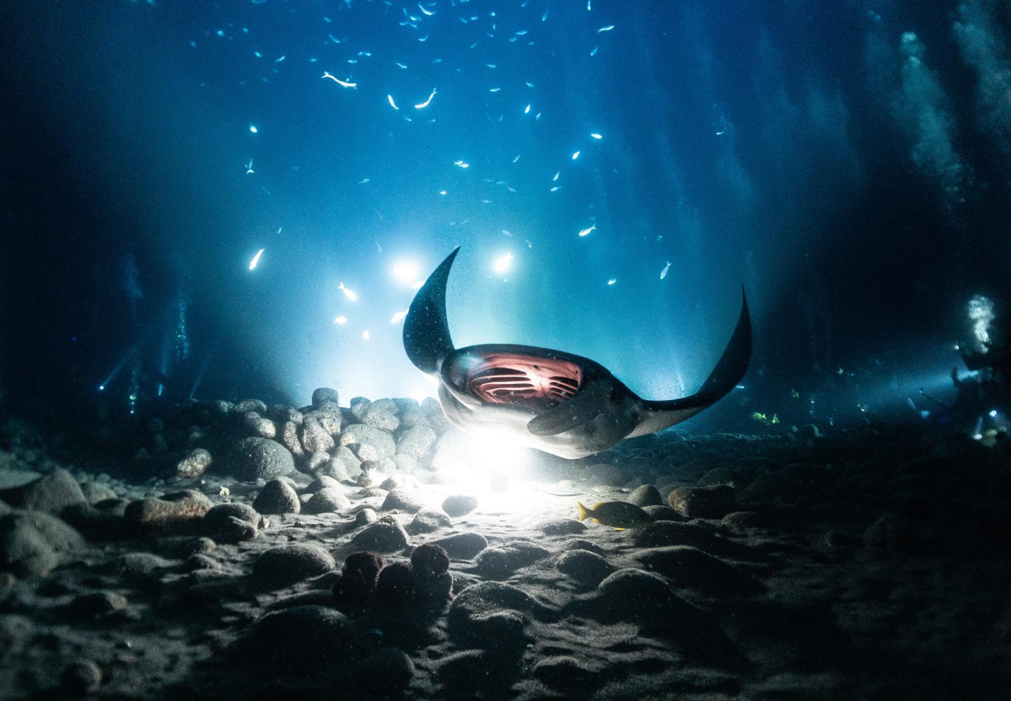 iStock-1454693446-min A manta ray swims in front of a light at the bottom of the ocean.