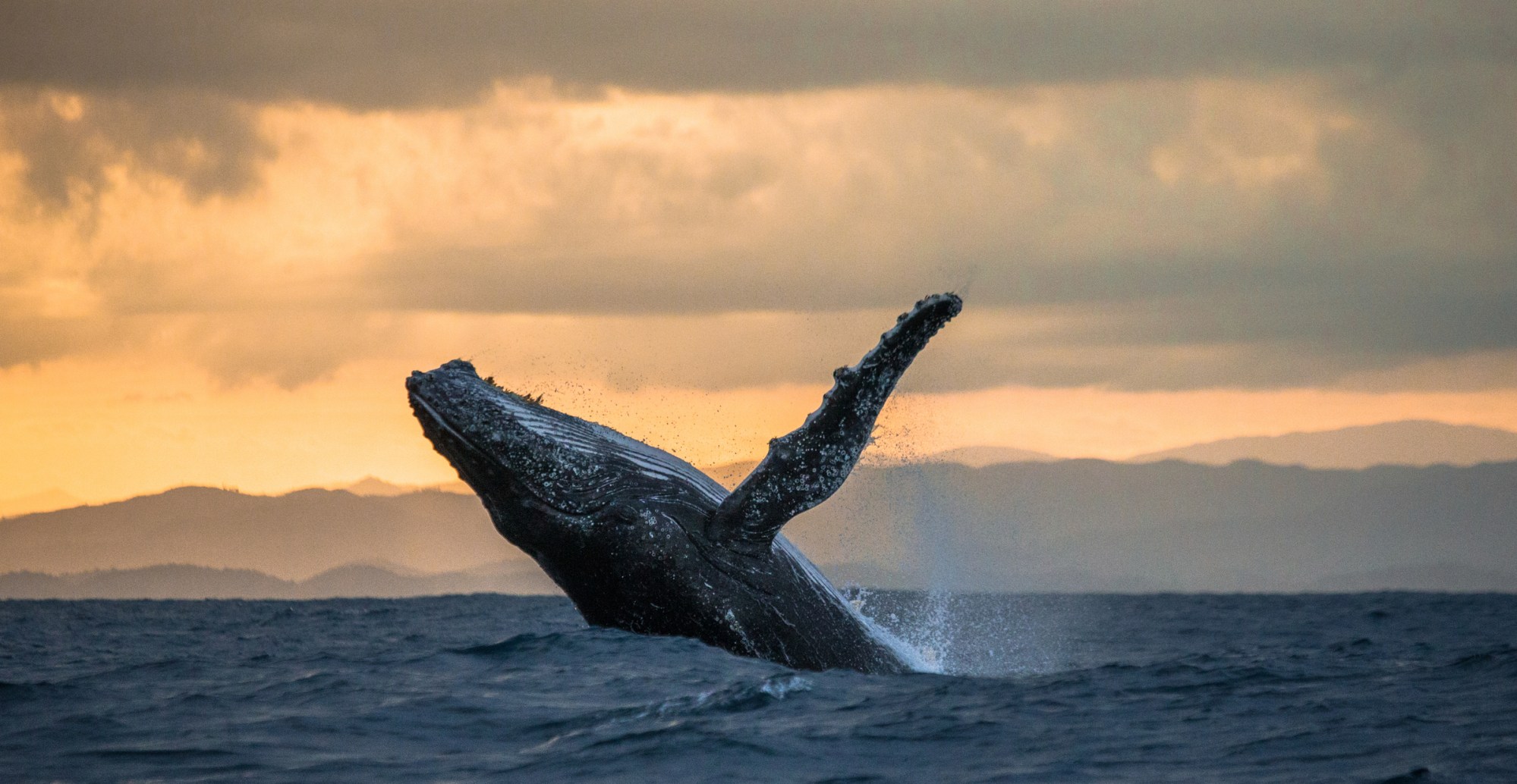 Jumping humpback whale at sunset. Madagascar. Jumping humpback whale at sunset.