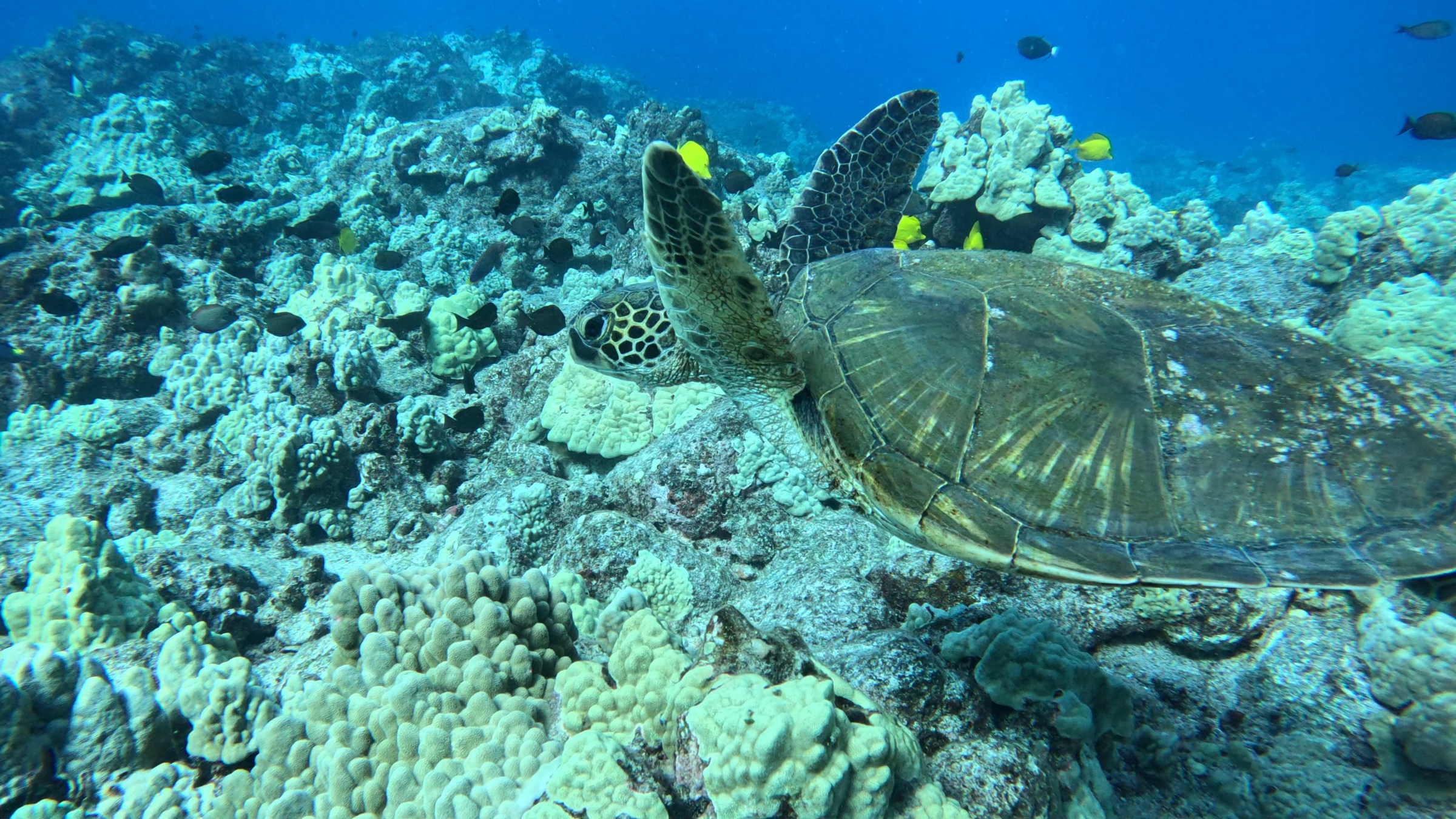GPTempDownload A green sea turtle swimming in the Kona waters of Hawaii.
