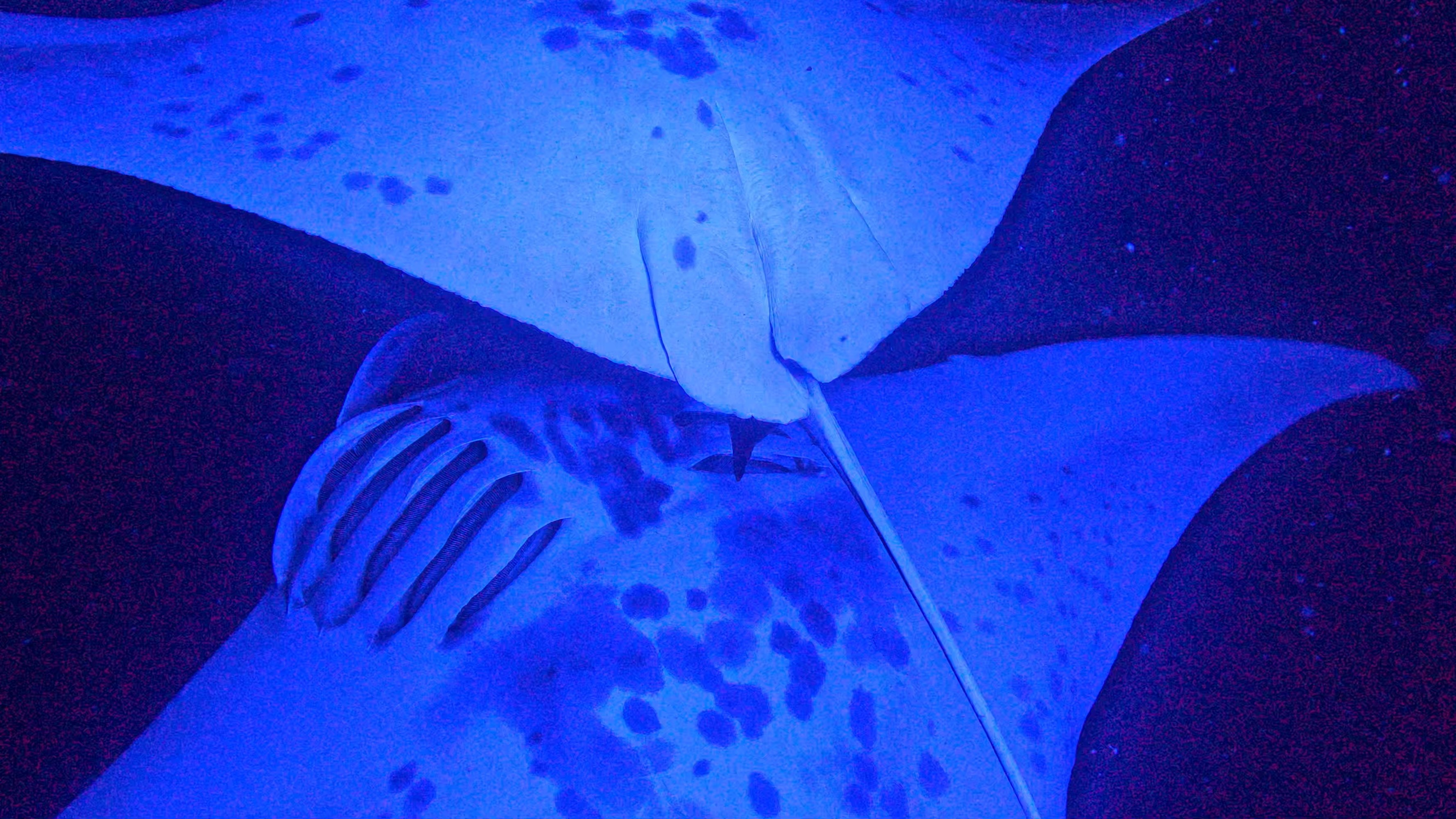 View of a manta ray's spotted belly as it swims underneath snorkelers in Kona, HI.