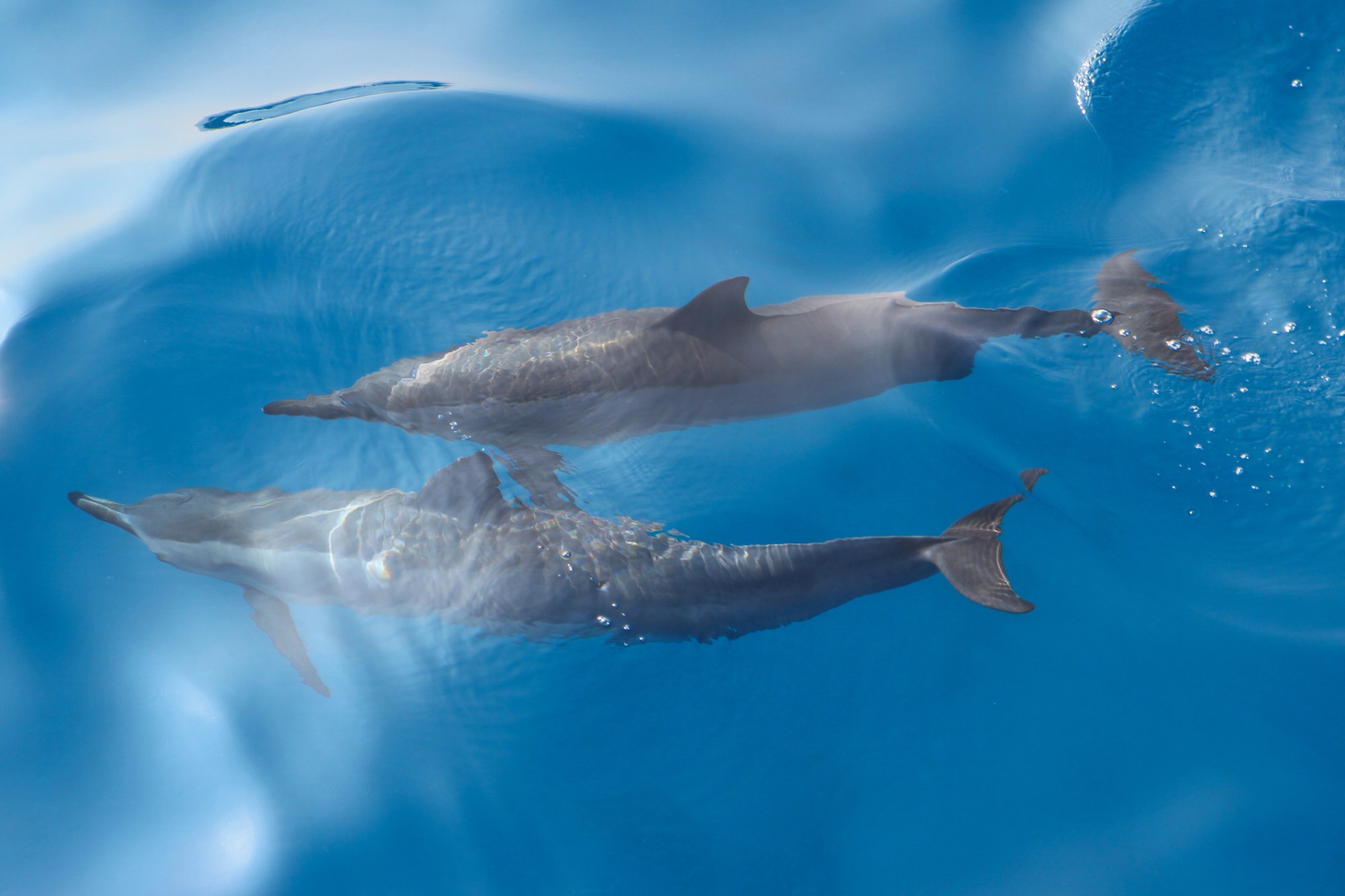 Spinner dolphins as seen from a boat off the coast of Kailua,Kona,Hawaii in the clear waters of the Pacific Ocean.