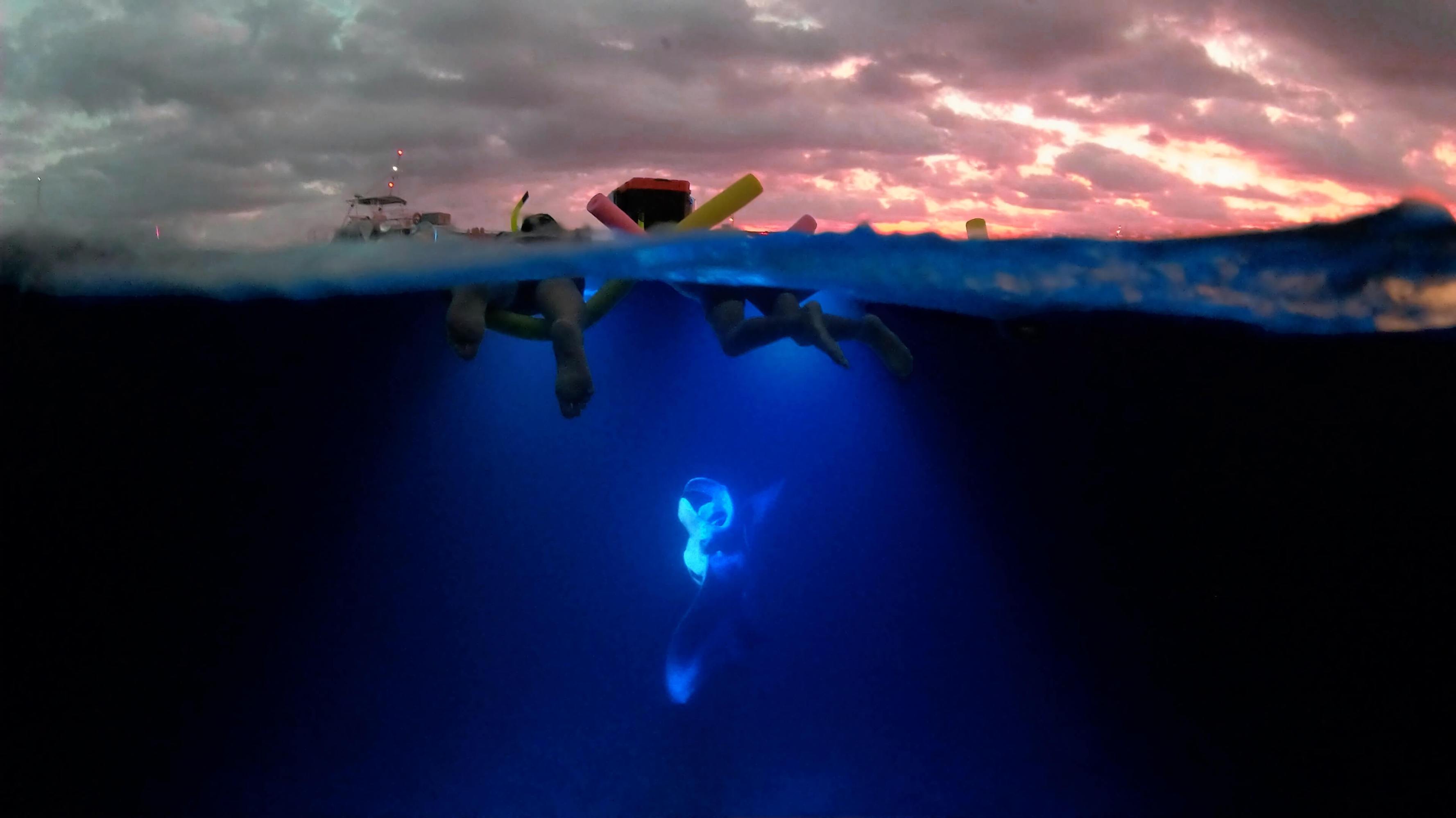 Snorkelers with pool noodles on water surface, blue light undersea, pink sunset sky.