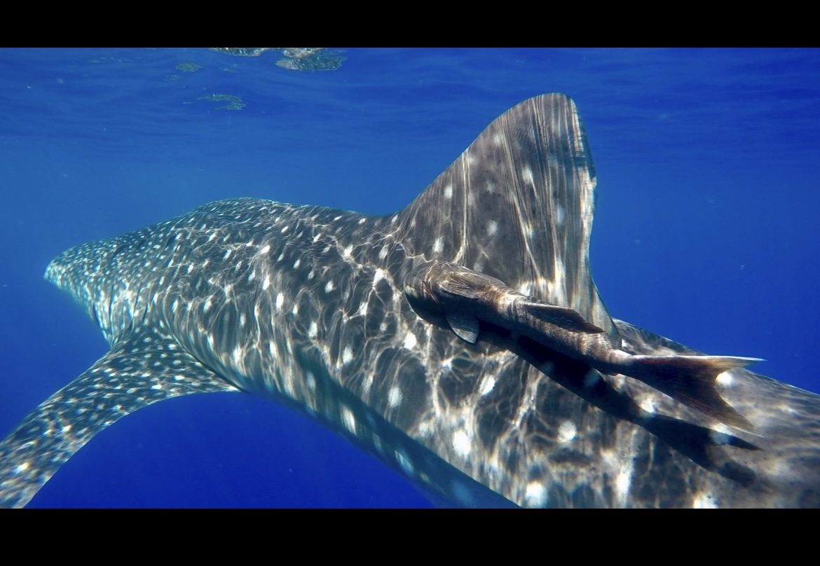 Side view of a whale shark swimming with a baby shark on its back.