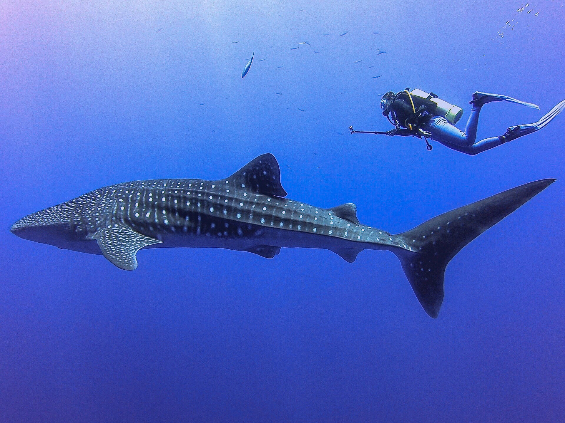 Scuba diver swimming alongside a massive whale shark in the clear blue waters of Kona, Hawaii, with sunlight filtering down to illuminate both figures.