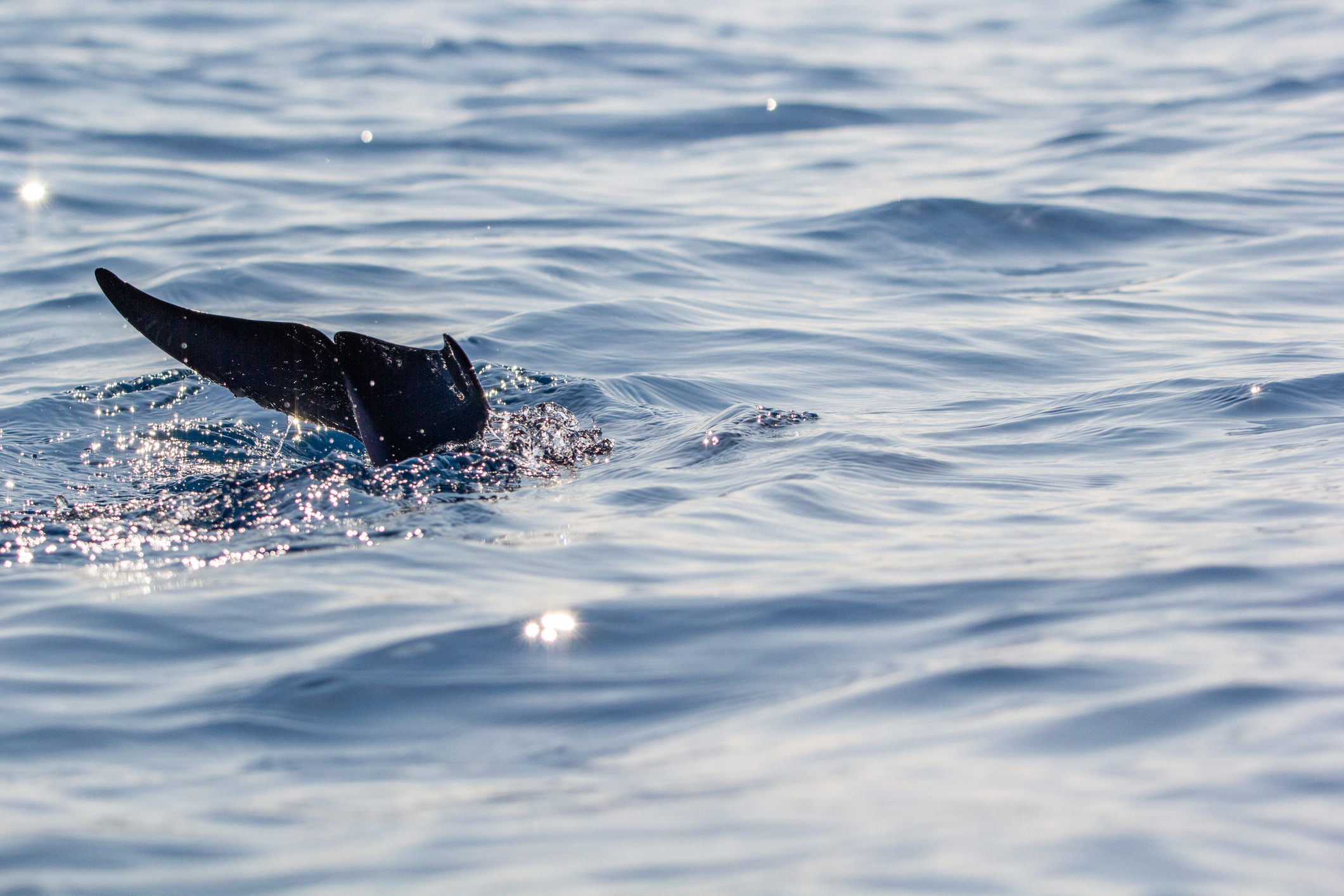 Close-up of a black-colored whale tail fin rising above the water, with droplets glistening in the morning sunlight against the calm ocean surface.