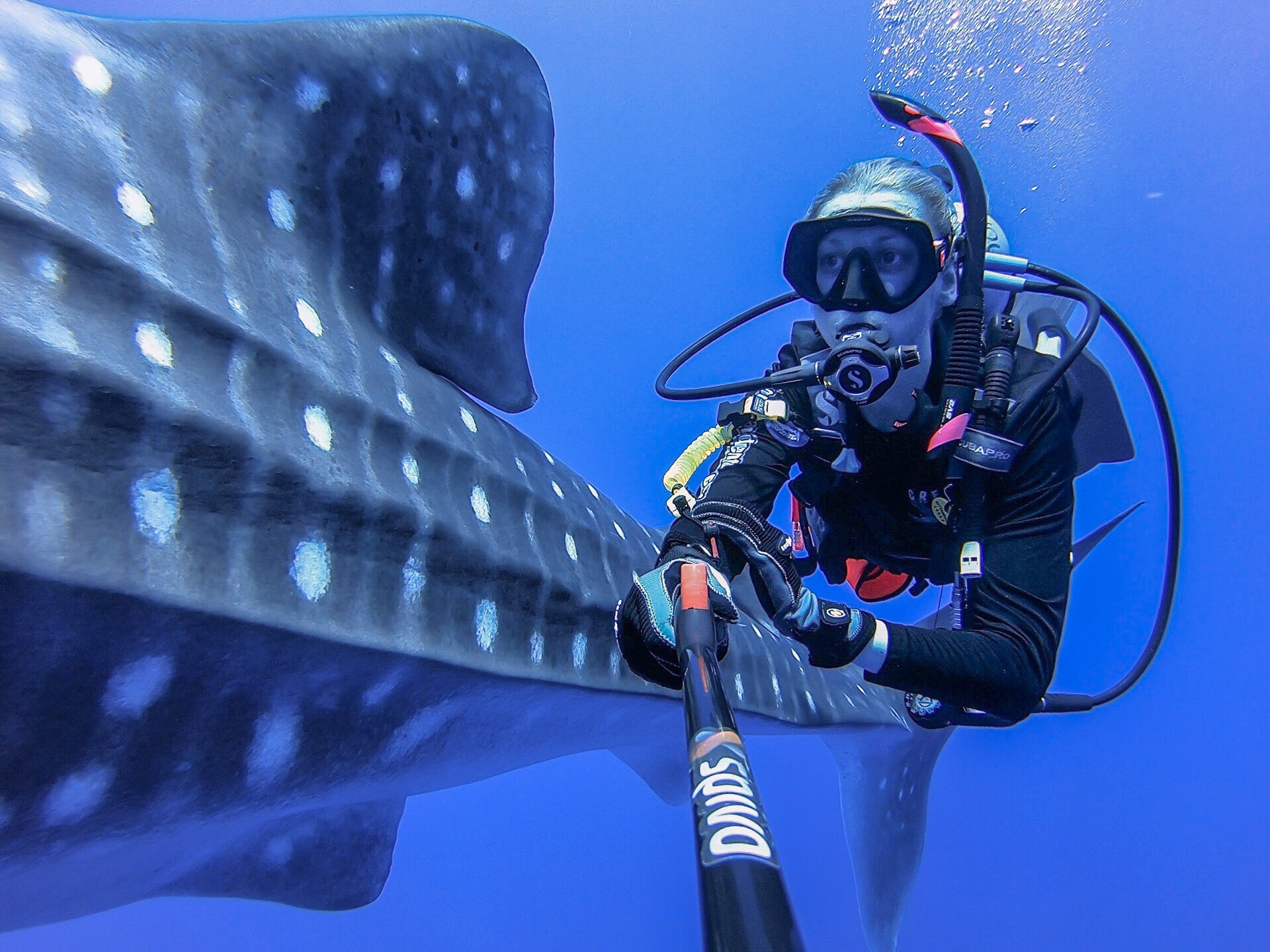 Girl scuba diving beside a whale shark in the clear waters of Kona, Hawaii.