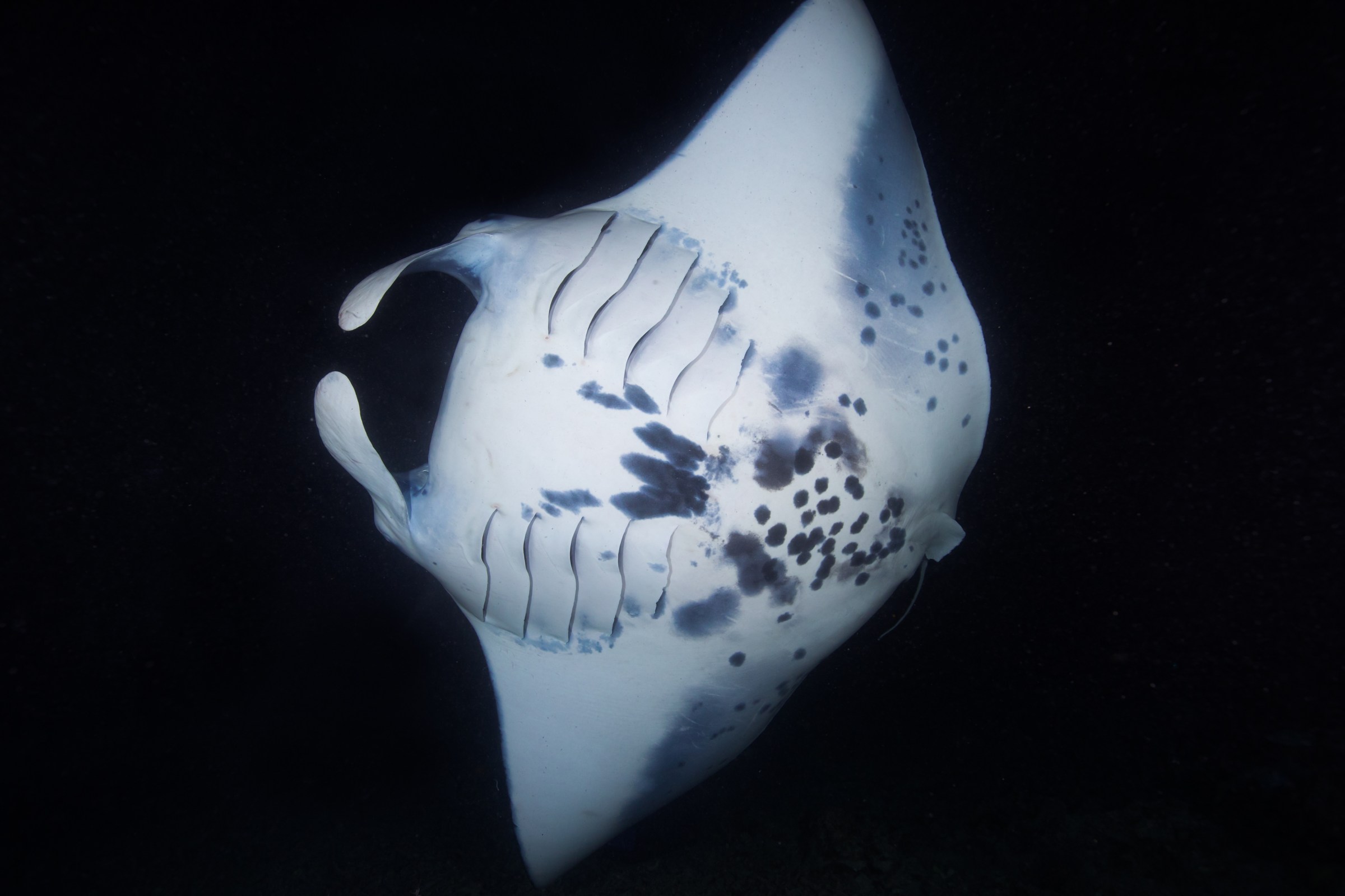 Night dive in Kona featuring the underside of a manta ray gliding gracefully overhead, illuminated by dive lights against the dark ocean backdrop.