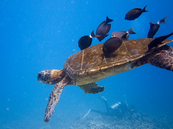Green Sea Turtle with cleaning fish off the Kona Coast, Hawaii, with a scuba diver in the background.
