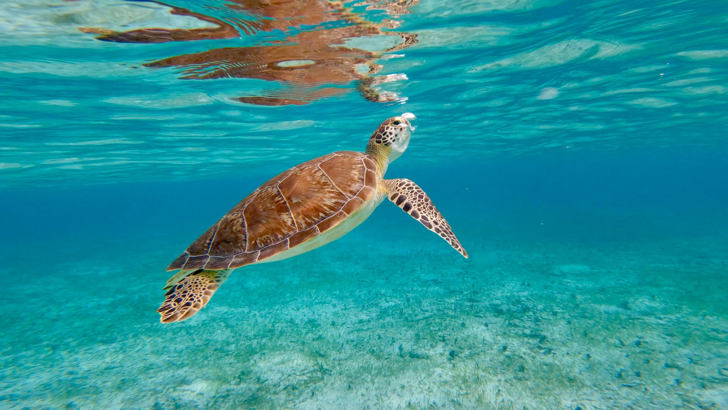 A sea turtle rising to the surface in Kona, Hawaii.