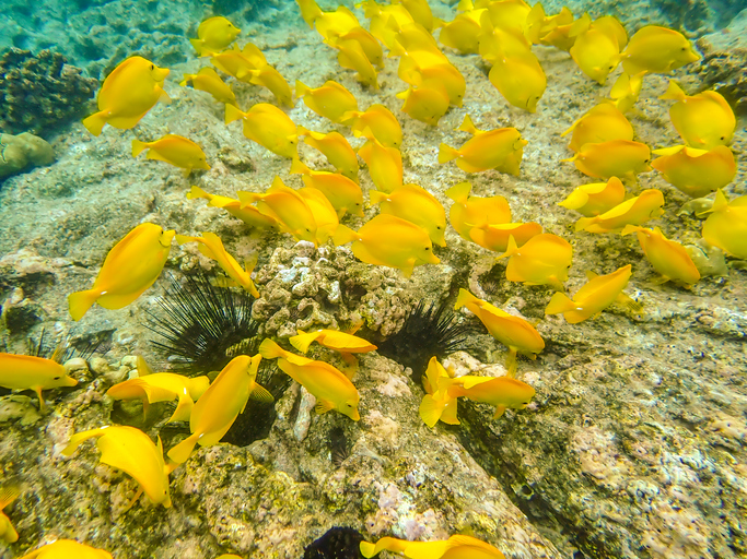A school of vibrant yellow tang (zebrasoma flavescens) in the reefs off Kona-Kailua, Hawaii.