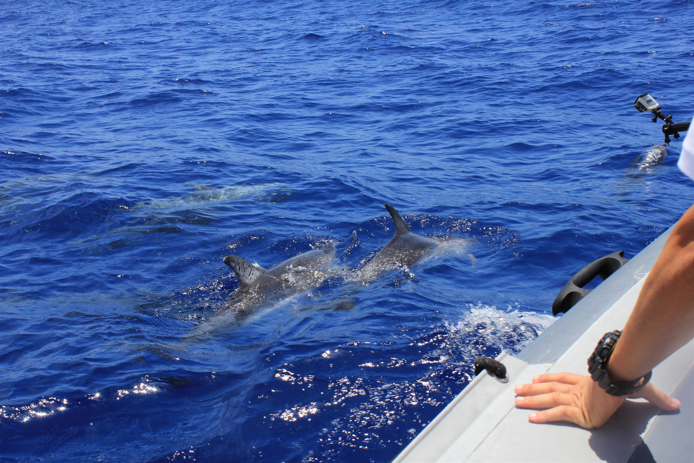 People on a boat dolphin watching in Kona, HI.