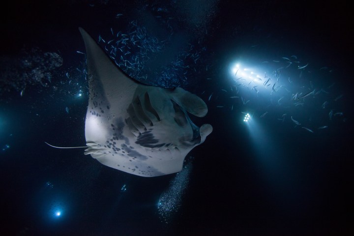 A photo of a night dive in Kona, Hawaii, featuring a manta ray.