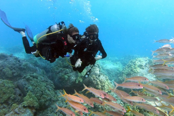 Two divers swim alongside a school of fish in clear blue water over a coral reef.