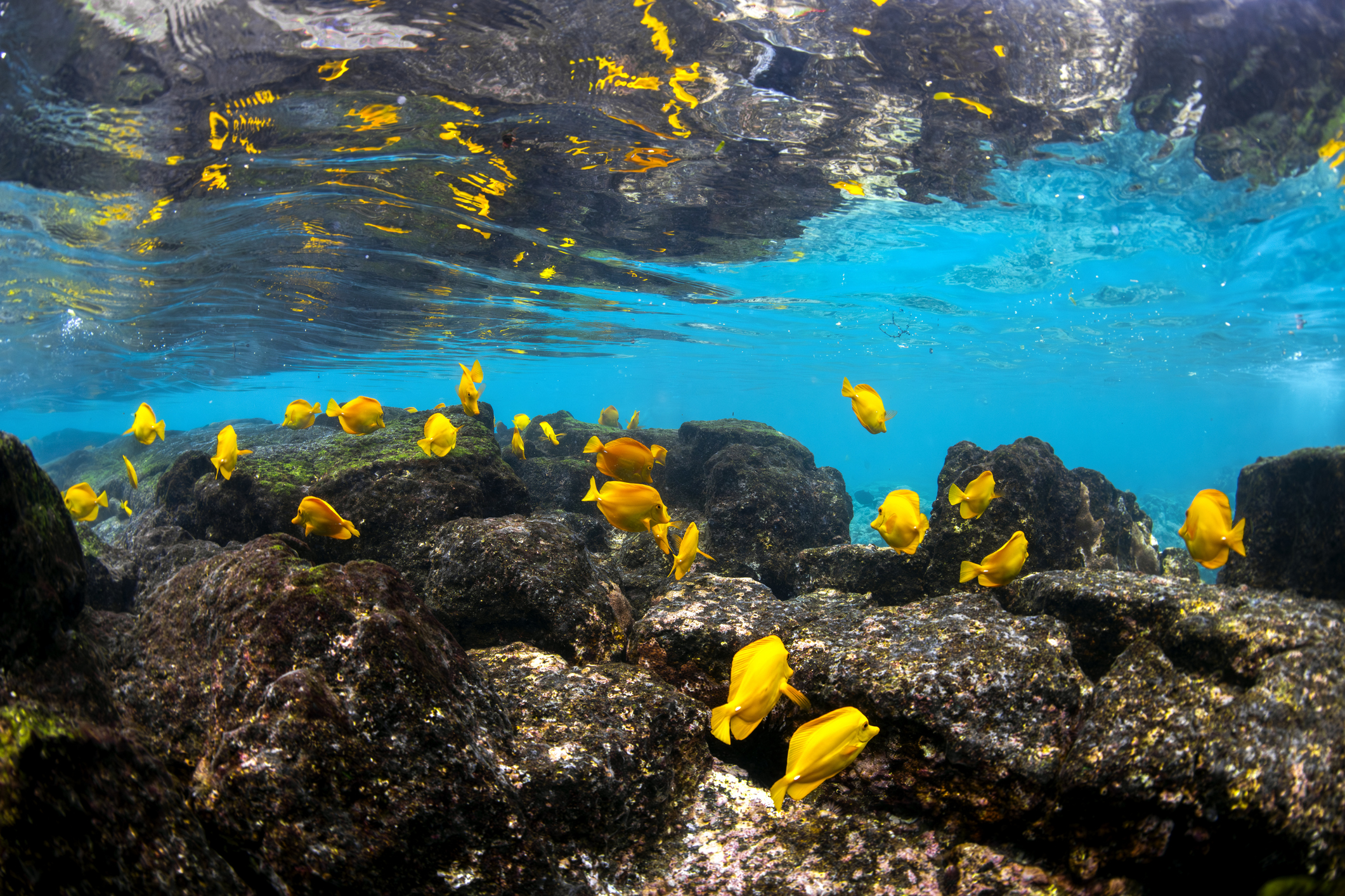 A vibrant school of yellow tang fish swim gracefully over volcanic rock formations off the coast of Captain Cook, Big Island, Hawaii.