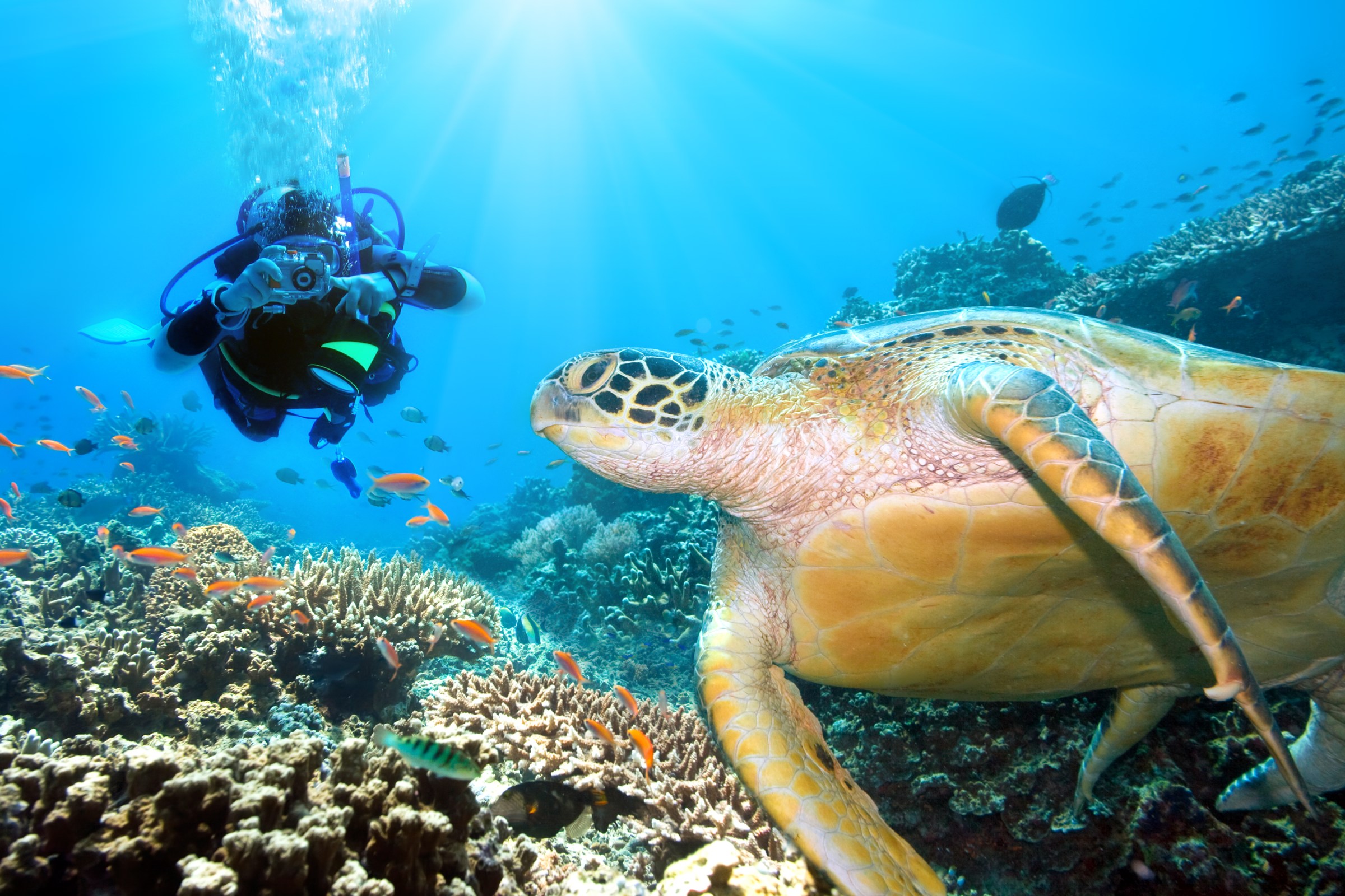 A snorkeler snaps a photo of a Hawaiian Green Sea turtle during guided scuba dive in Kona, HI.