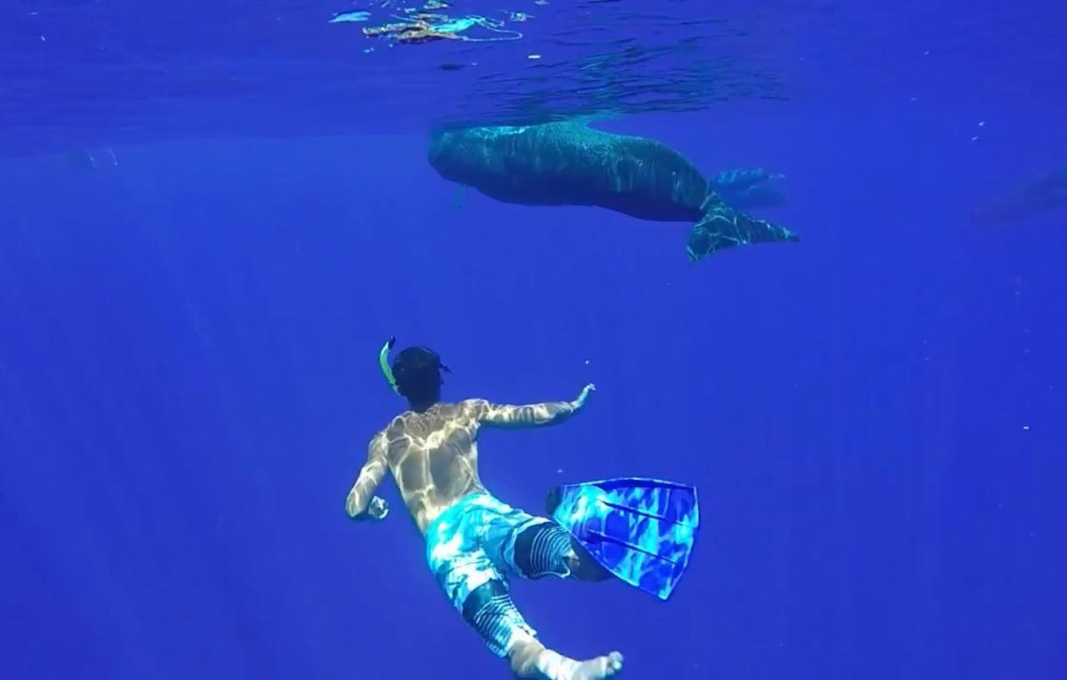 Snorkeler swimming near a whale in deep blue ocean water.