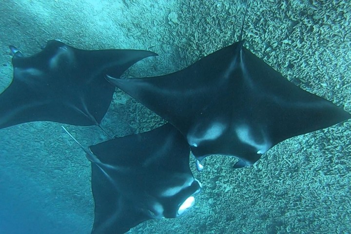 Three manta rays swimming underwater near the ocean floor.