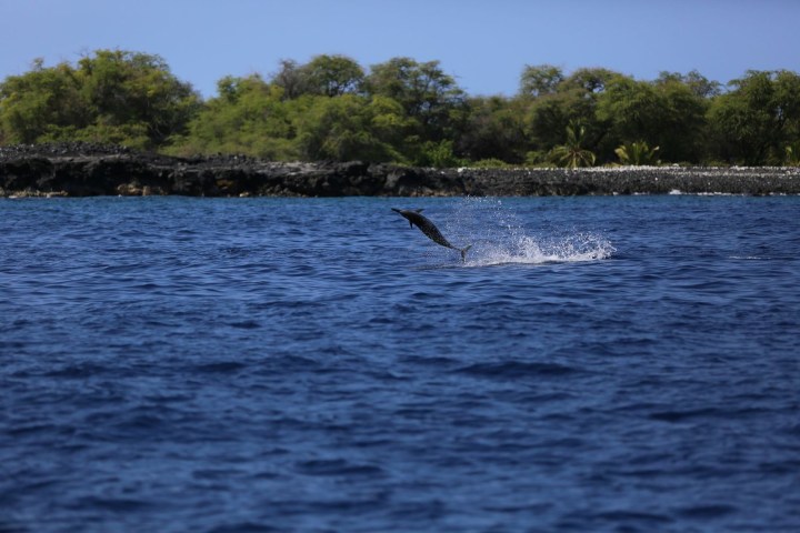 Dolphin leaping from water with trees in the background.