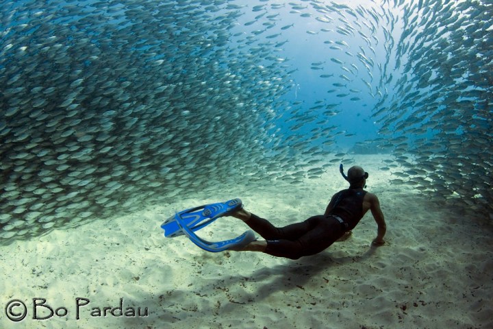 Diver in ocean with school of fish swimming above over sandy seabed.