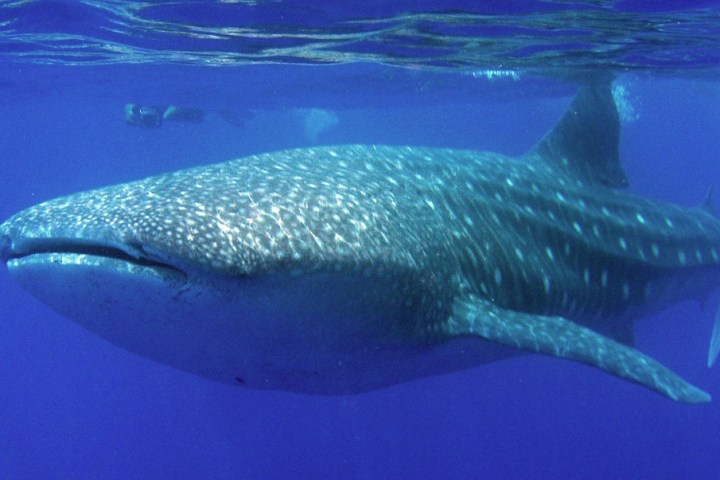 Whale shark swimming in clear blue water, showing its spotted skin.