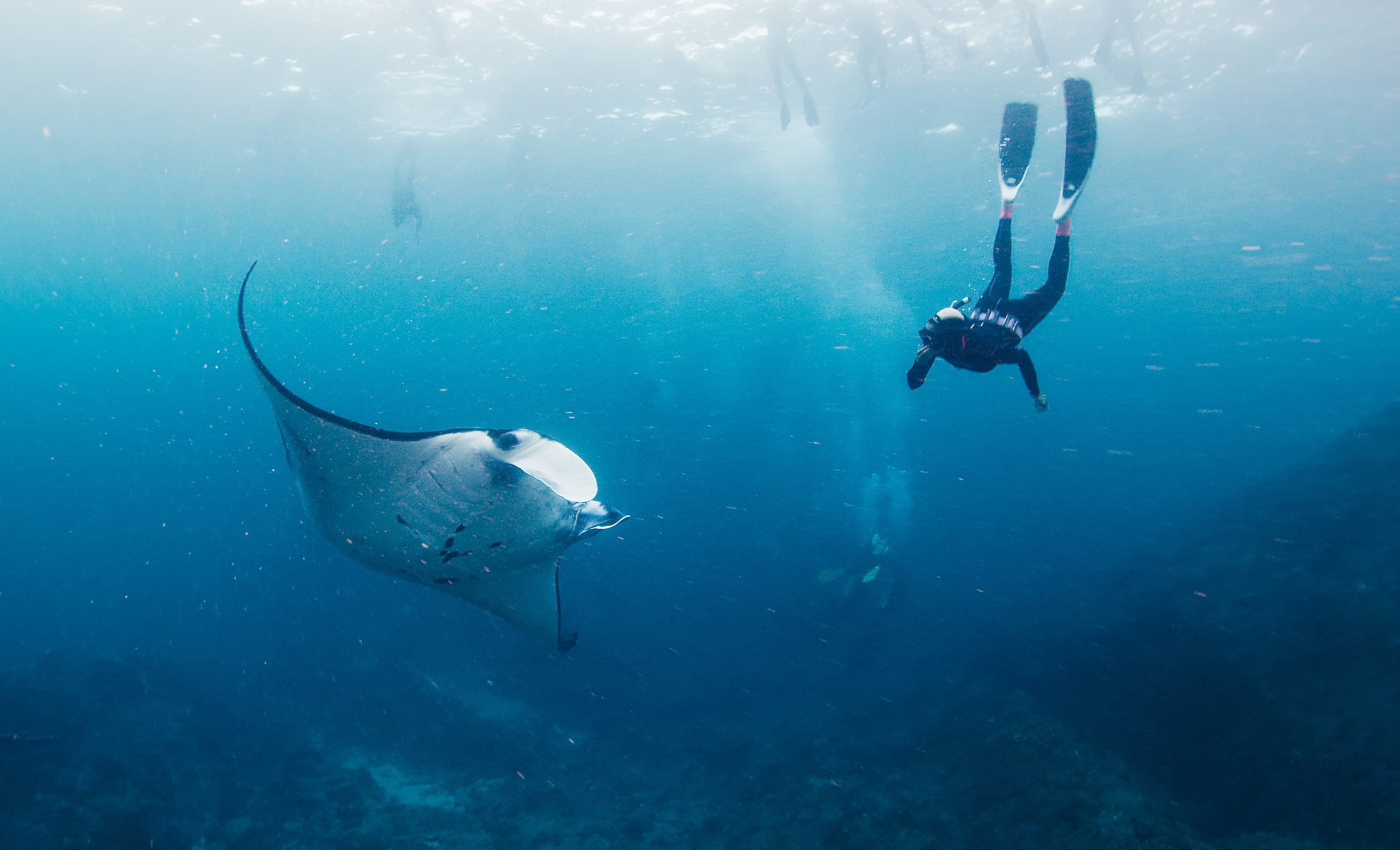 Women dives near manta ray in Kona, HI.