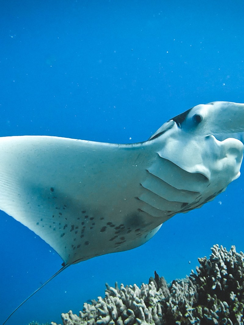 Reef manta ray swims near divers in Kona, Hawaii.